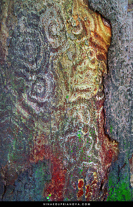 tree bark 700 px with url.jpg