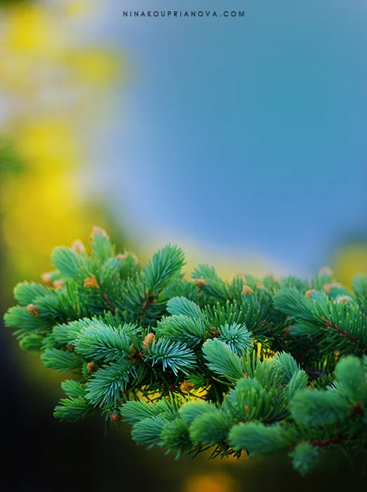 cedar cropped 700 px with url.jpg
