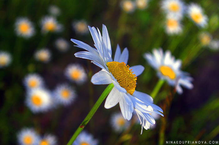 daisies field 1 horizontal 700 px with url.jpg