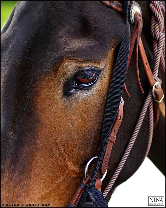 mule closeup 700 px.jpg
