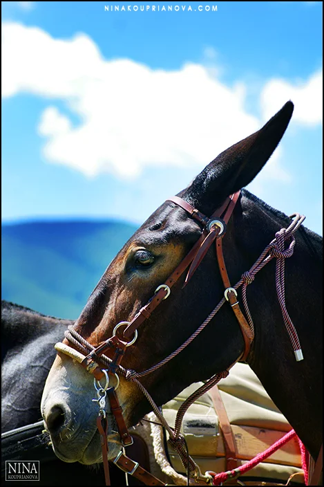 mule with sky 700 px.jpg