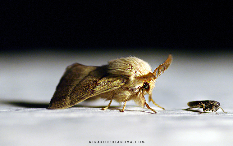 moth 2 cropped v2 750 px with url.jpg