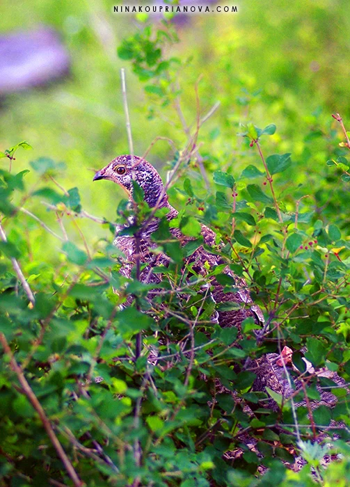 grouse in green 700 px.jpg