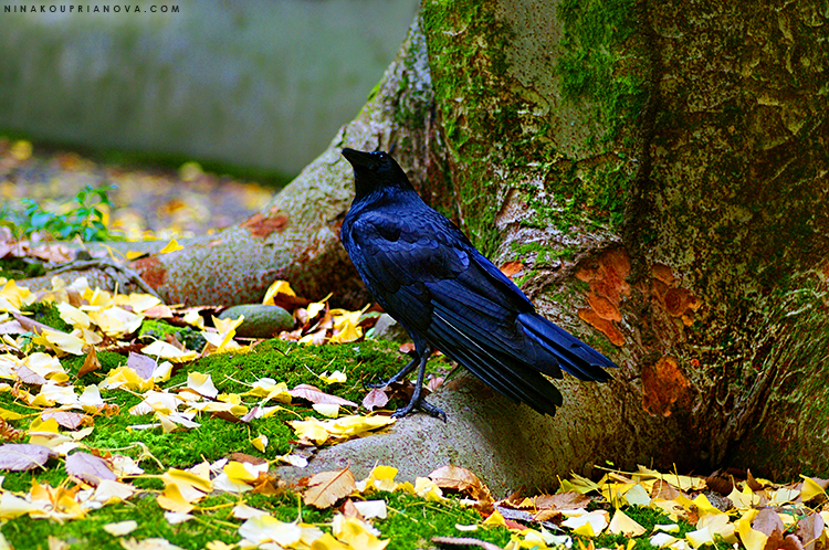 crow and tree kanazawa 750 px with url.jpg