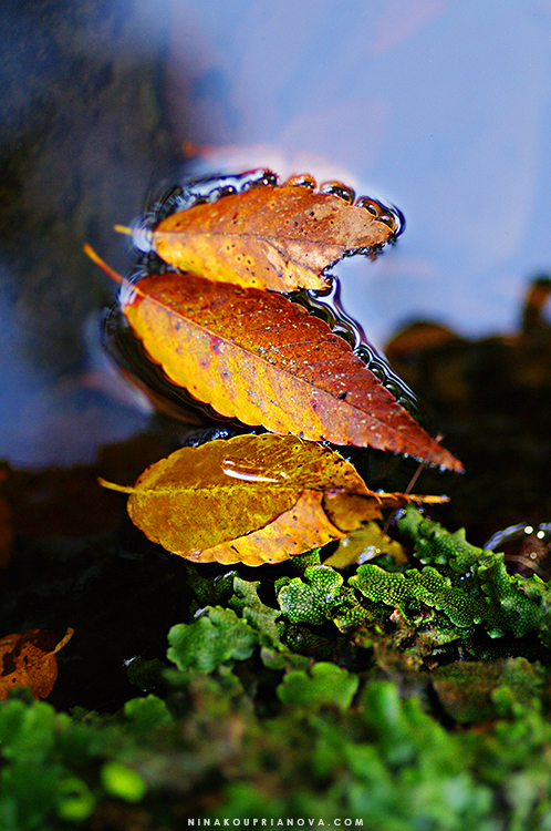 leaves in water 750 px with url.jpg