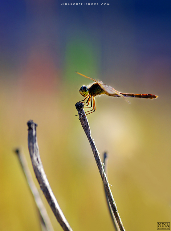 dragonfly 1 750 px url.jpg