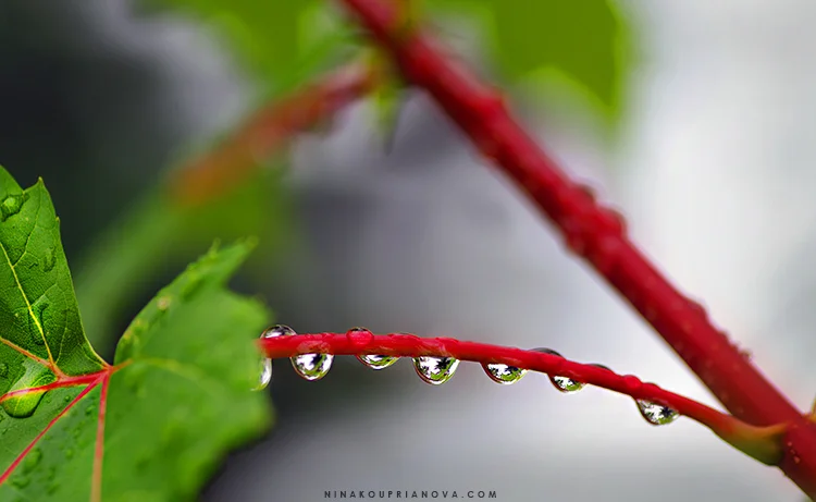 droplets 1 750 px url.jpg