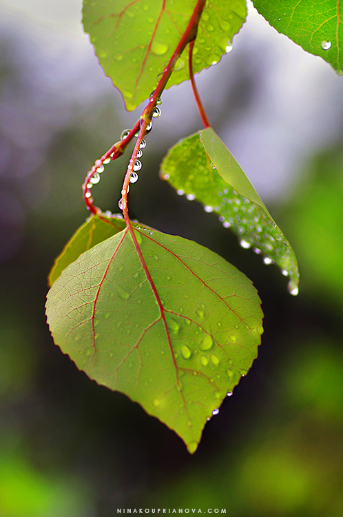 droplets 2 750 px url.jpg