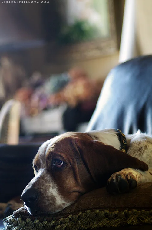 roediger on pillow 750 px url.jpg