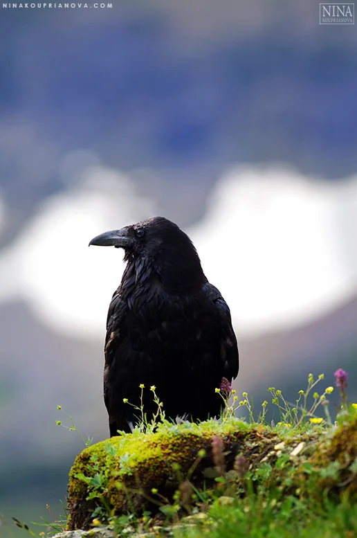 raven perched 777 px.jpg
