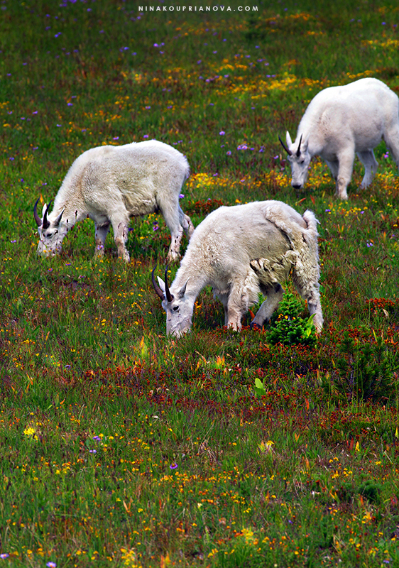 goats aligned 800 px url.jpg