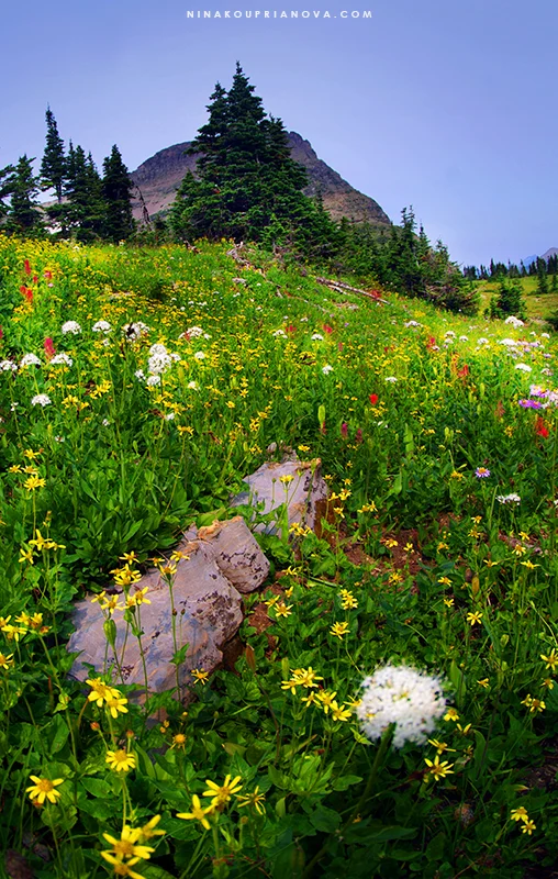 mountain sings 800 px url.jpg