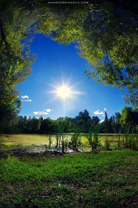 swamp 1 800 px url.jpg