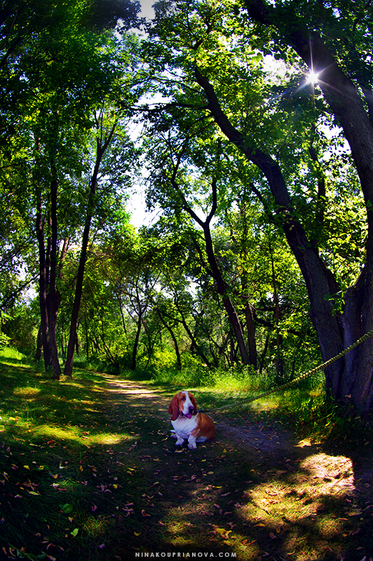 polly in the woods 800 px url.jpg