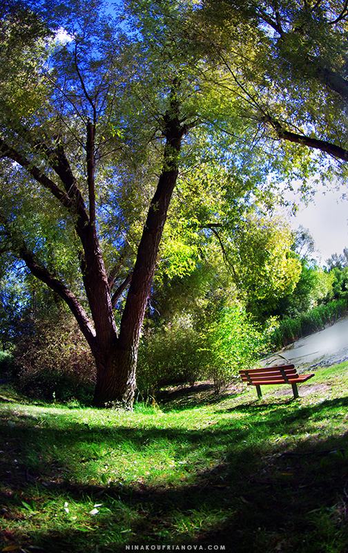 bench solitude summer 1 800 px url.jpg