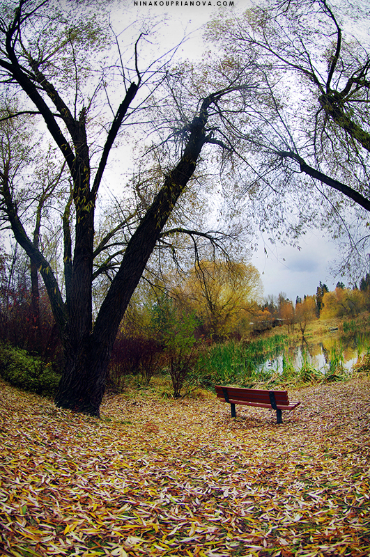 bench solitude 800 px url.jpg