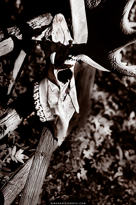 moose skull 850 px url.jpg