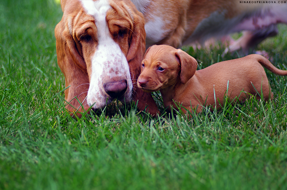polly and anton 1 1000 px url.jpg