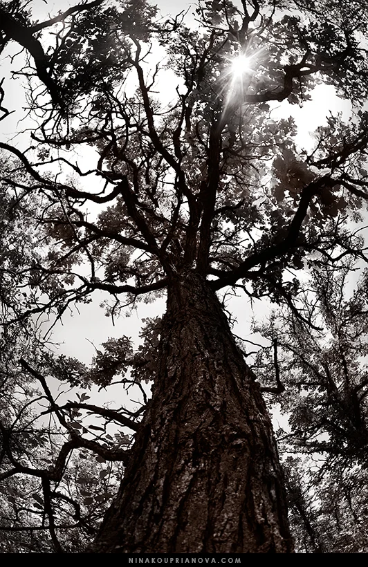 oak duotone 1 800 px url.jpg