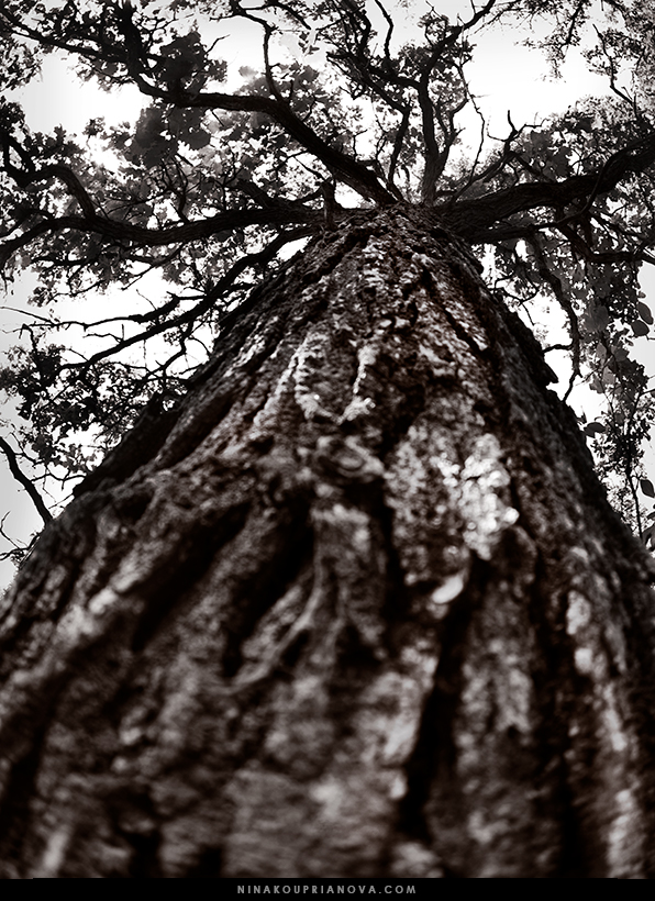 oak duotone 2 url.jpg