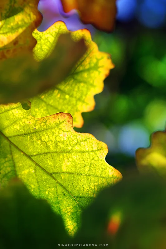 oak leaf 1 800 px url.jpg