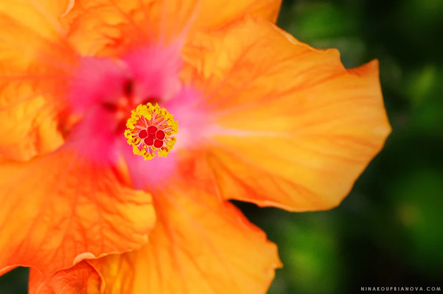 orange flower 900 px url.jpg