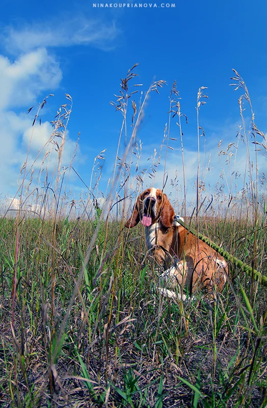 polly in the field 800 px url.jpg