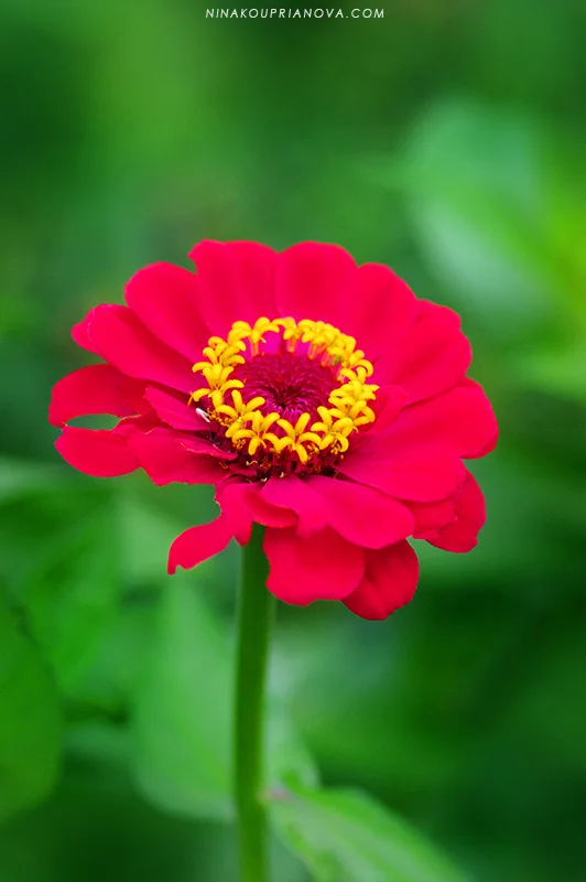 magenta flower 800 px url.jpg