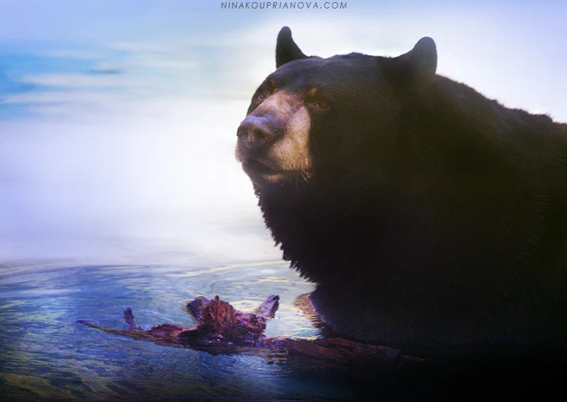 bear 1 800 px url.jpg