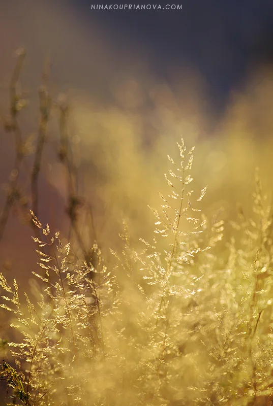autumn golden hour 2 800 px url.jpg