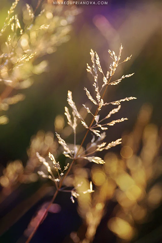 autumn golden hour 3 800 px url.jpg