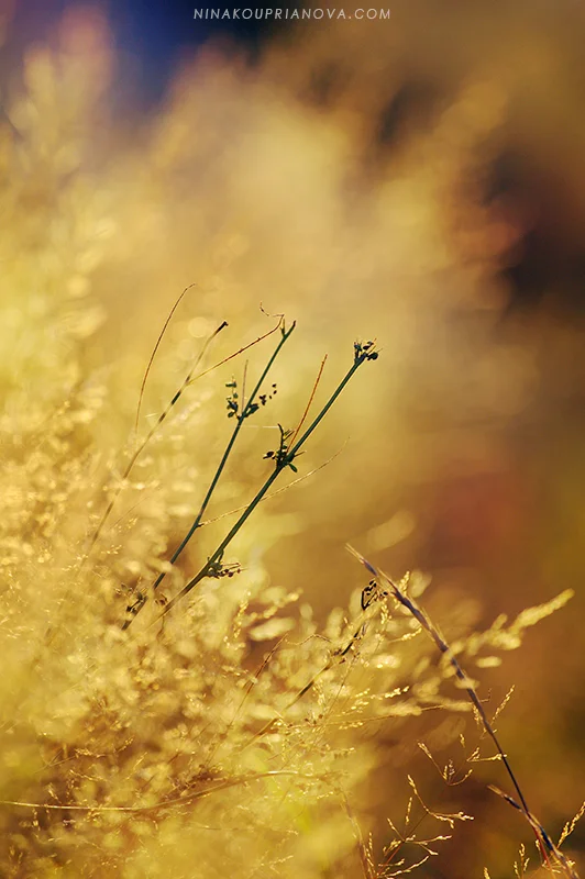 autumn golden hour 4 800 px url.jpg
