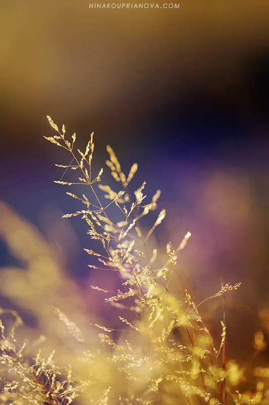 autumn golden hour 5 800 px url.jpg