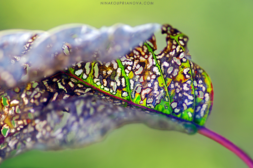 leaf in decay 850 px url.jpg