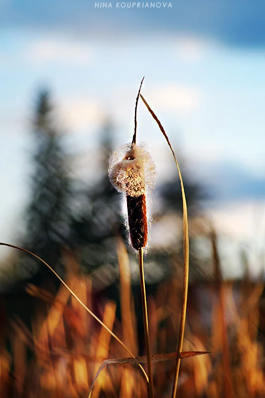 reed 2 800 px url.jpg