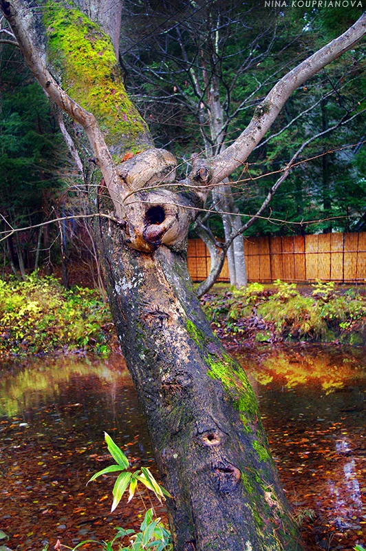 tree and water 800 px url.jpg