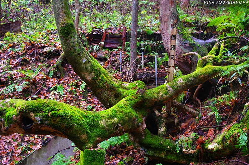 tree roots 1 800 px url.jpg