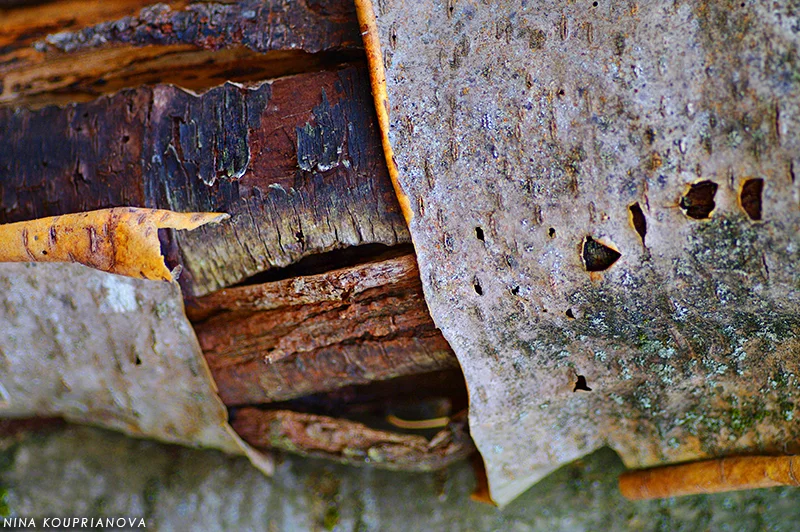bark 800 px url.jpg