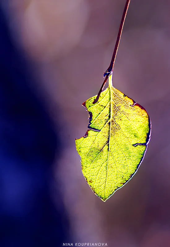 aspen leaf in the sun 800 px url.jpg