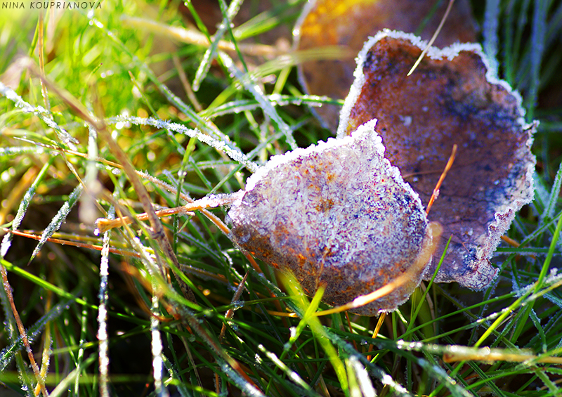aspen leaves in frost 800 px url.jpg
