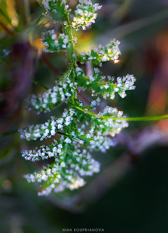 leaf with frost 800 px url.jpg