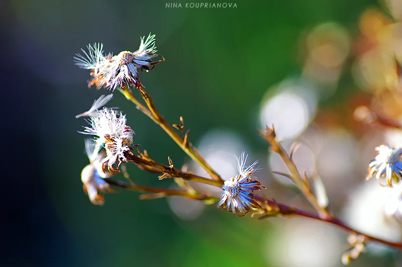 white weeds in sunlight 800 px url.jpg