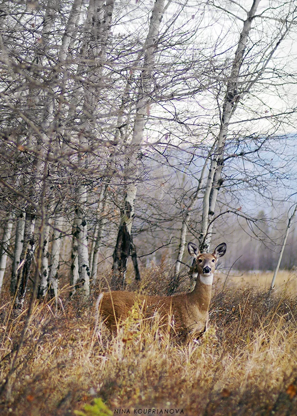 deer at dusk 2 850 px url.jpg