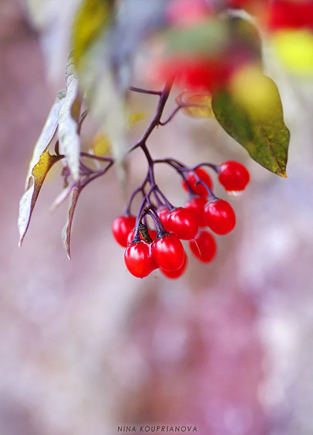 red berries 1 cropped 850 px url.jpg