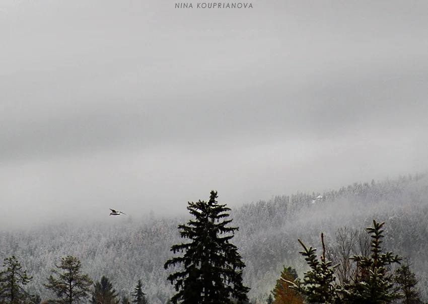 snow fog 3 850 px url.jpg