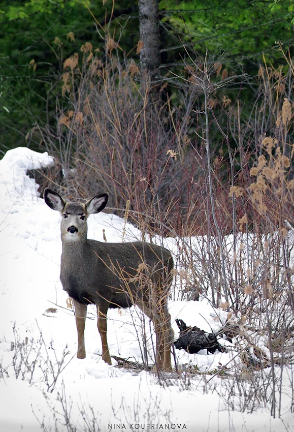 mule deer baby snow vertical 850 px url.jpg
