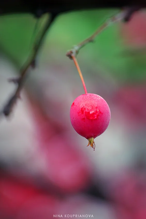 red berry 2 850 px url.jpg