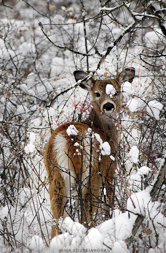 baby deer in snow 850 px url.jpg