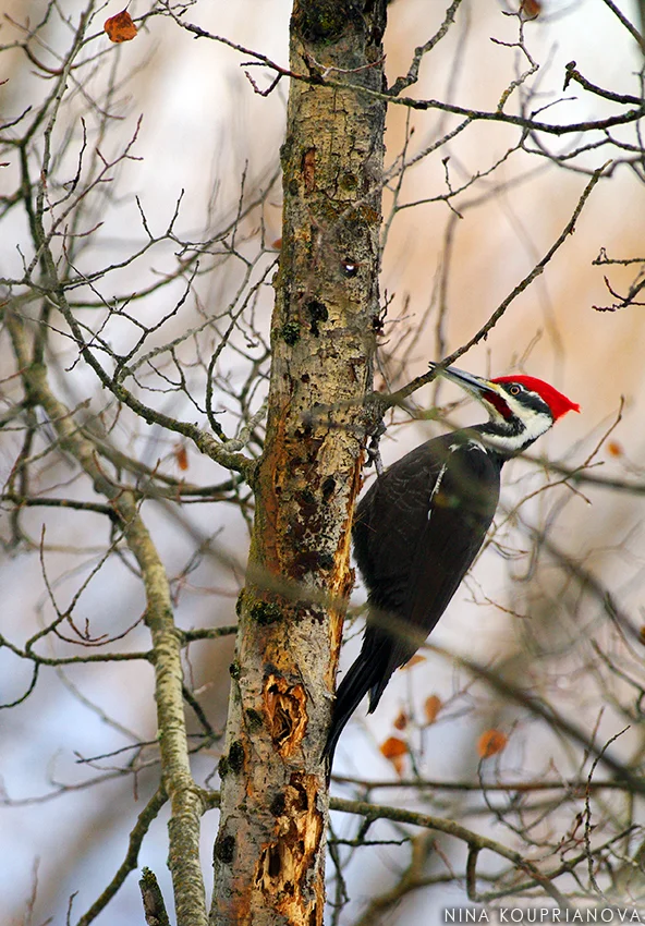 pileated woodpecker 3 850 px url.jpg