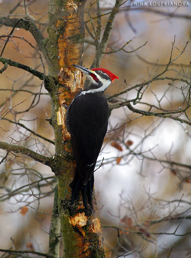 pileated woodpecker 2 850 px url.jpg